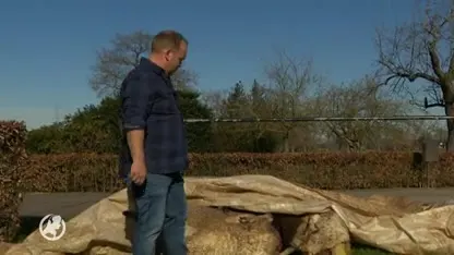 Boer weet het zeker: wolf doodde zijn schapen