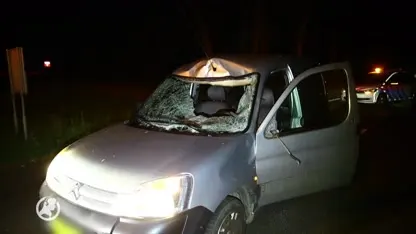 Ree komt om het leven bij frontale aanrijding met automobilist