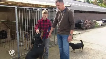 Boer Maarheeze boos over landing luchtballon in weiland: 'Geschrokken koeien en kreupele hond'