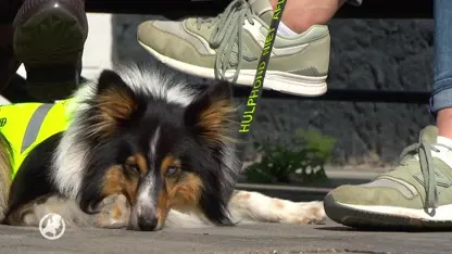 Psychosociale hulphond Twirre geweigerd door Transavia