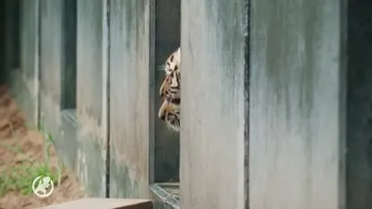 Tijgerwelpjes Beekse Bergen voor het eerst naar buiten