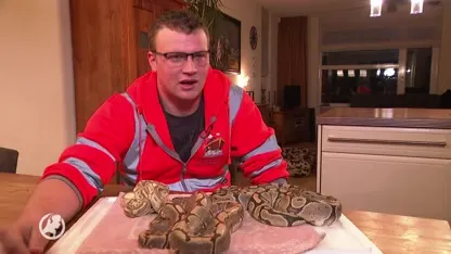 Voorbijgangers vinden doos met gedumpte pythons in IJsselstein