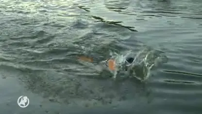 Zwemmer Van der Weijden is goed de nacht doorgekomen