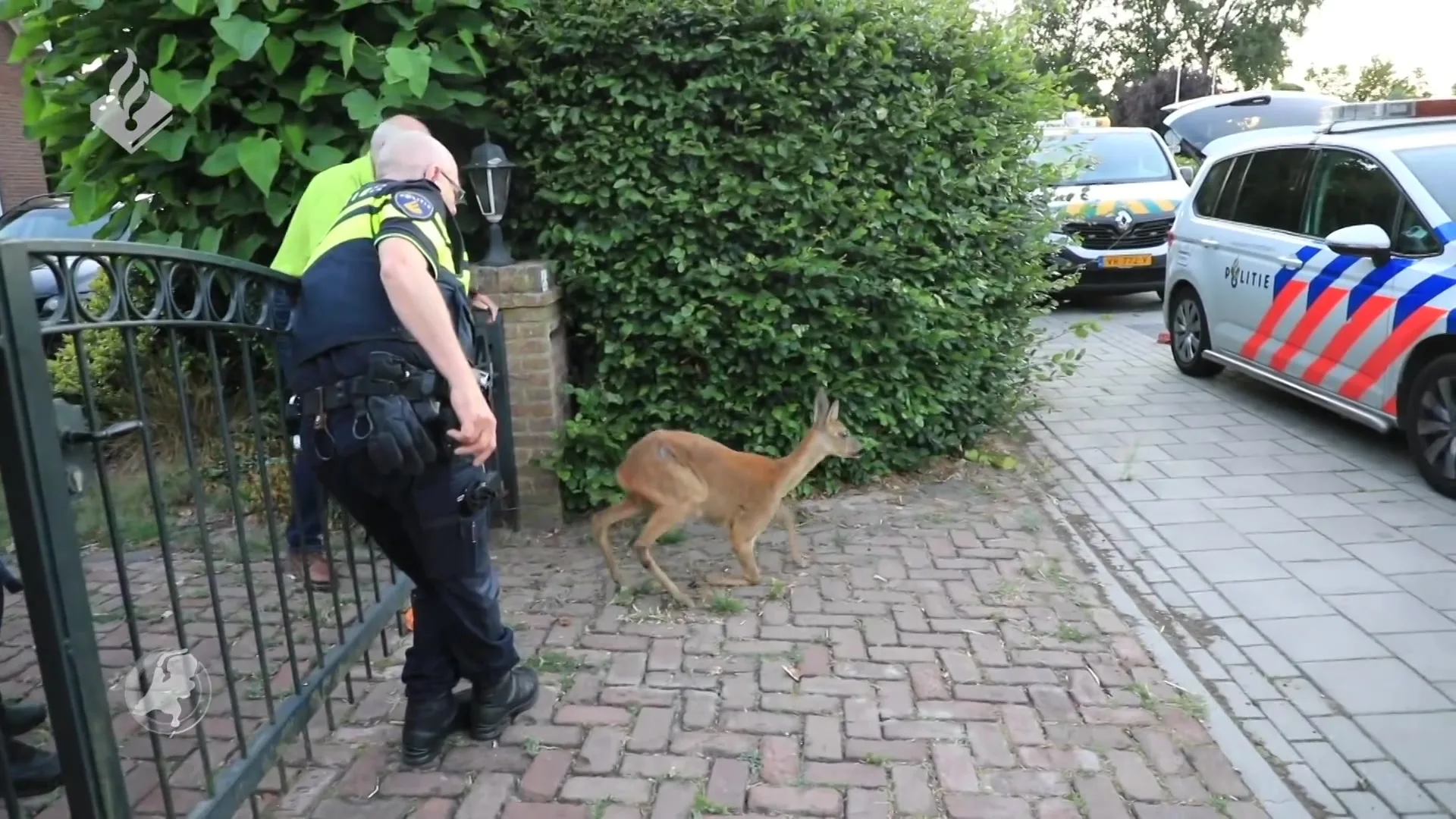 Reetje komt meerdere keren vast te zitten, wordt elke keer gered