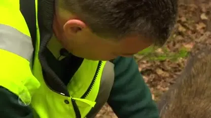 Proef om aanrijding met reeën te voorkomen