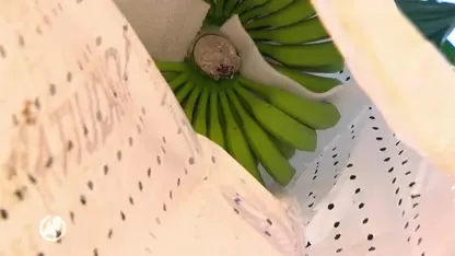 Voor het eerst grote bananenoogst in Nederland