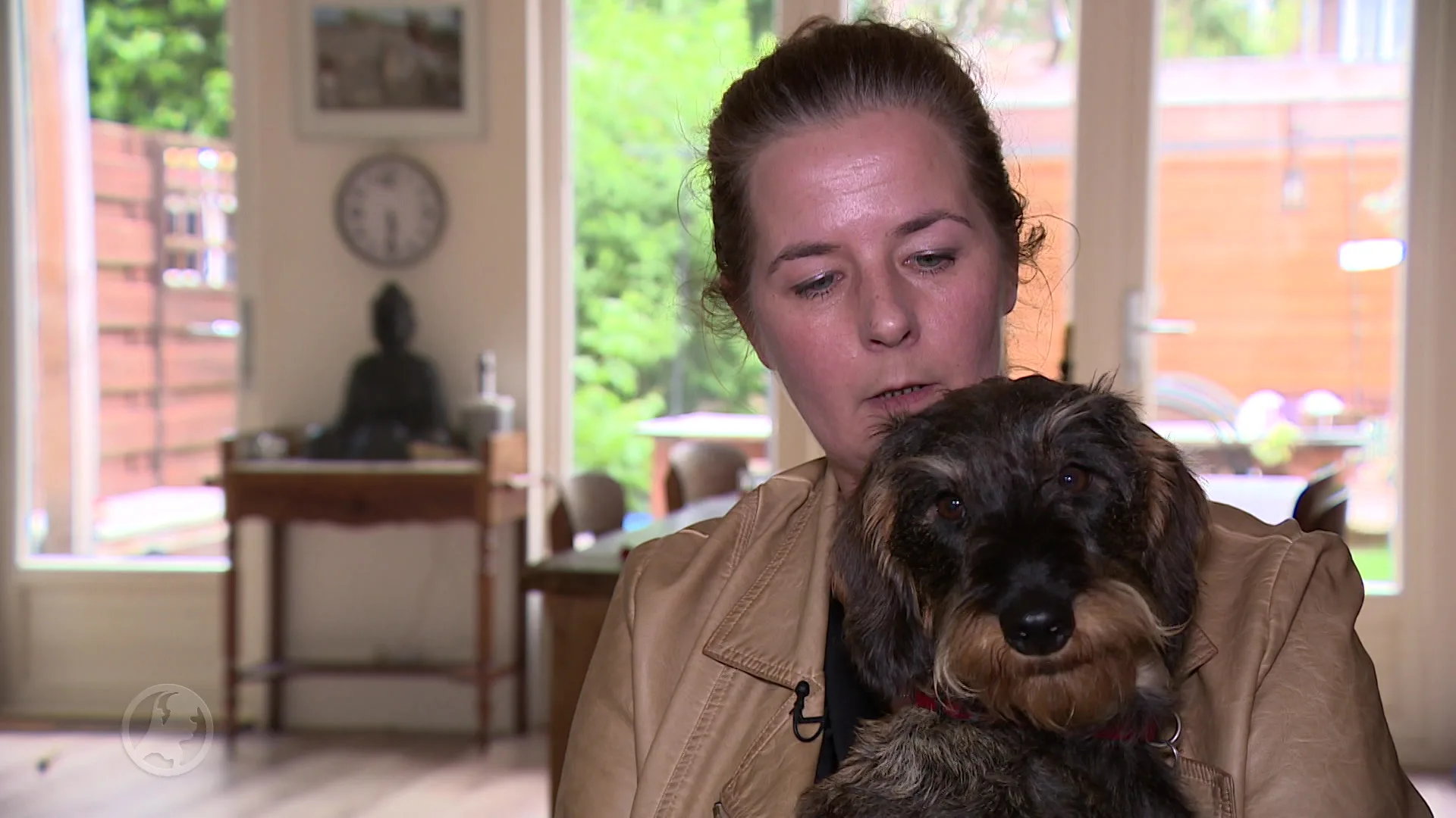 Teckelliefhebbers boos omdat fokker gewoon door kan gaan