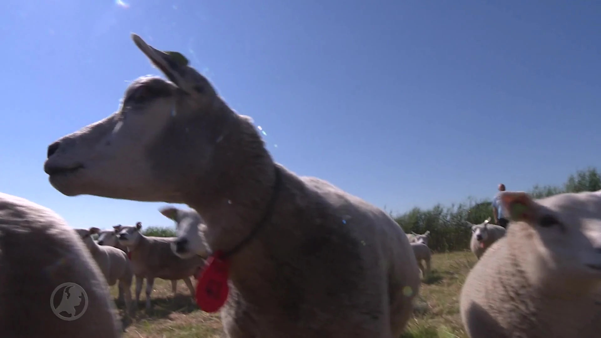 Brabantse schapenhouder is wanhoop nabij na schapenroof