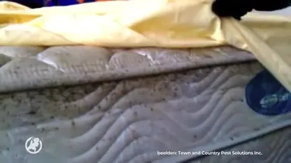 Waar komen al die bedwantsen toch ineens vandaan?