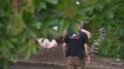 Varkenshouders gewaarschuwd voor dierenactivisten