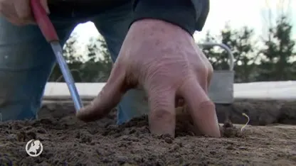 Asperges steken dit jaar wel erg vroeg de kop op