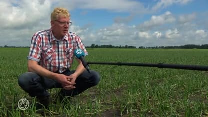 Boeren in grote onzekerheid na felle hagelbui