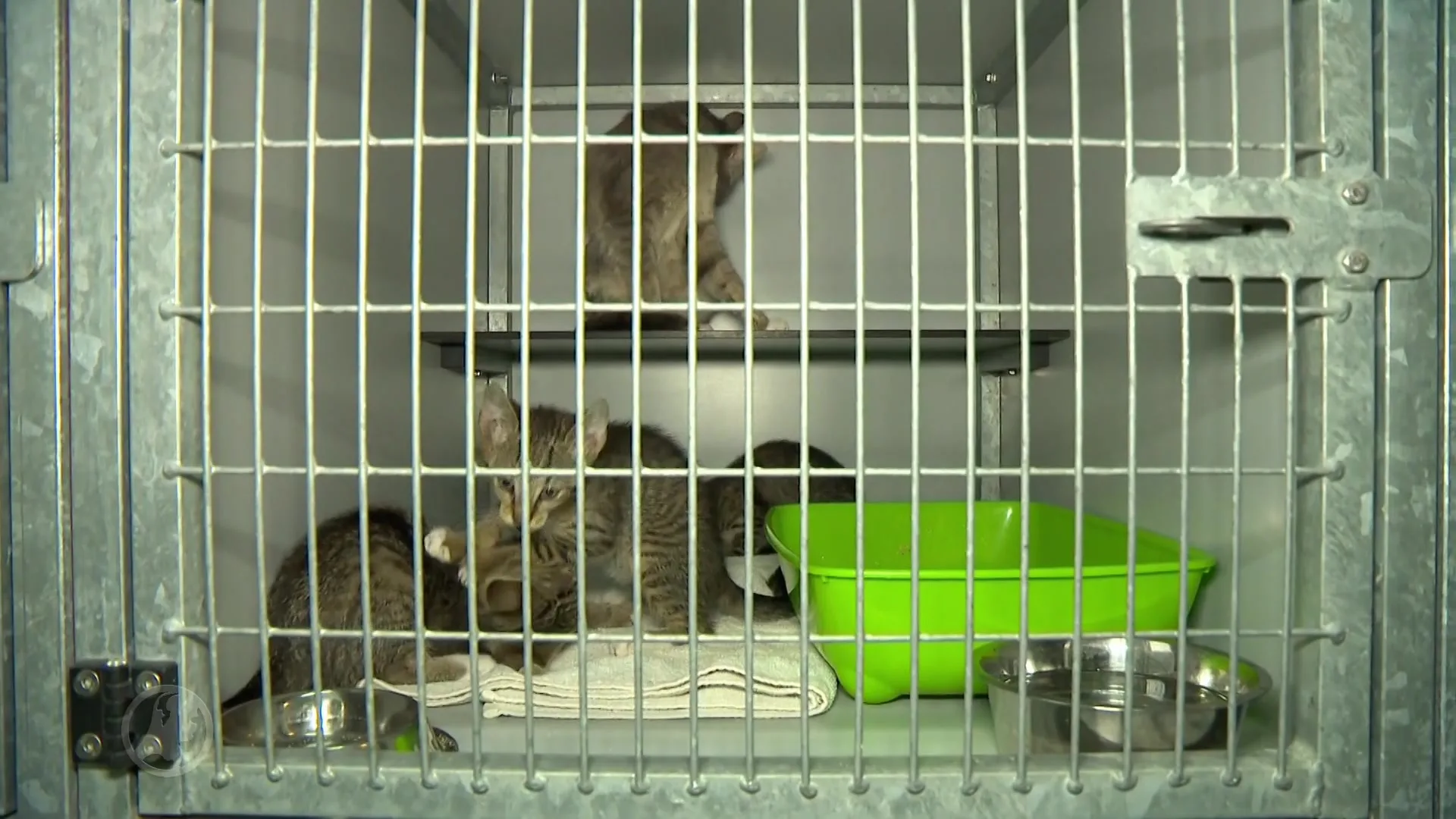 Kittens wachten op nieuw thuis in overvolle dierenasiels