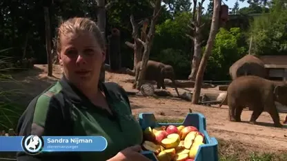 IJsjes voor bewoners dierentuin