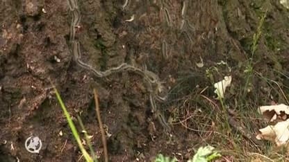 Eikenprocessierupsen komen uit de grond