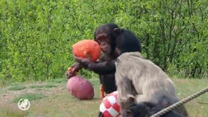 Dieren in Safaripark Beekse Bergen krijgen bijzondere paastraktatie