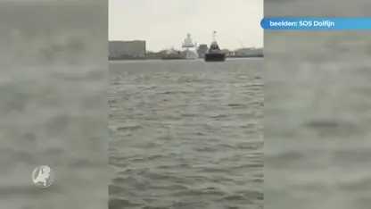 Prachtige beelden: bultrug gespot bij Texel