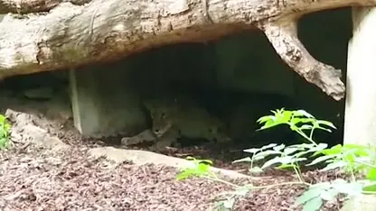 Twee leeuwenwelpjes geboren voor de ogen van bezoekers Burgers' Zoo
