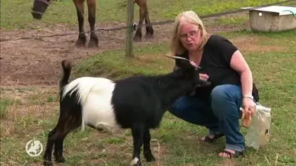 Jenny wil van Geert de geit af: 'Wie herkent hem?'