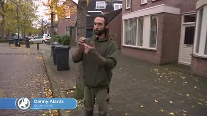 'Poepboom' zorgt voor flinke overlast in Valkenswaard