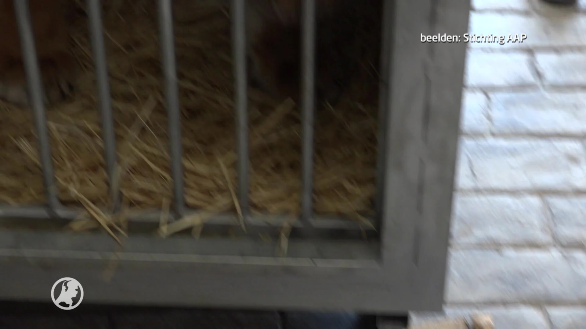 Stichting Aap geeft circustijgers nieuw thuis