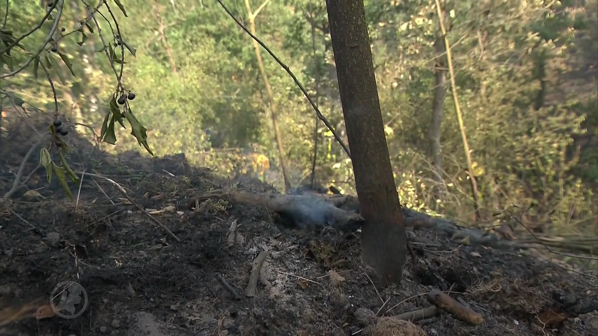 Handmatige aanpak brand Drunense Duinen