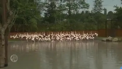 Honderden flamingo's verkennen nieuw buitenverblijf