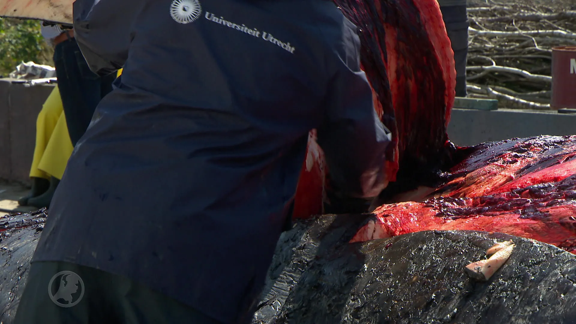 VIDEO: Potvis wordt opengesneden in Harlingen