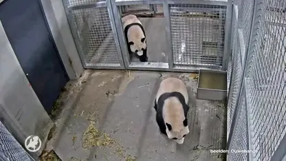 Zo zag de eerste keer van de reuzenpanda's in Ouwehands Dierenpark eruit