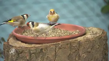 Tussen de vogels slapen met een honkbalknuppel