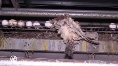 Animal Rights brengt beelden naar buiten van 'horrorkippenschuren'