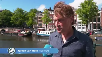 Duikers in Amsterdamse grachten