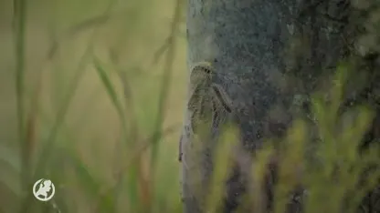Processierups blijft voorlopig in containers
