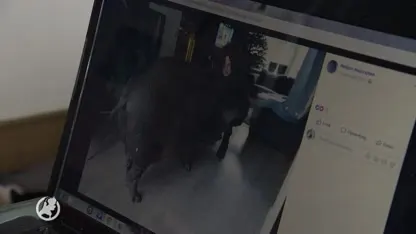 Dierenhandelaar op internet licht mensen op met zieke dieren