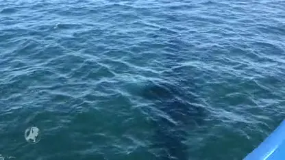 Voor het eerst sinds 2001 levende vinvis voor Nederlandse kust gezien