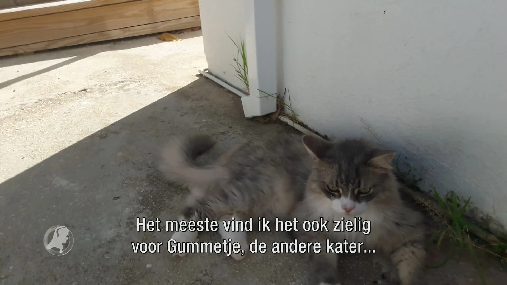 Kat Mars op Schiphol ontsnapt uit bench vlak voor vlucht naar Curaçao