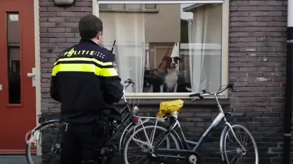 Vrouw gewond als ze haar negen vechtende honden uit elkaar haalt