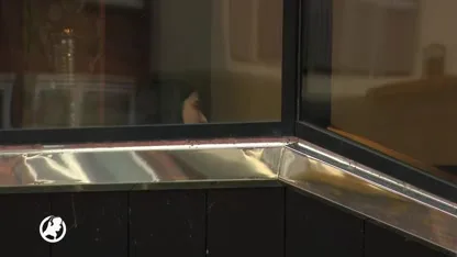 68 van de 77 Leerlingen Calvijn College moeten alsnog toetsen maken