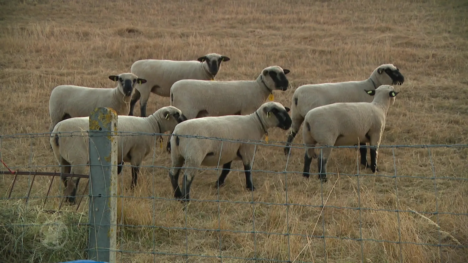 Vierdaagselopers maken zich klaar op Camping De Grote Kat