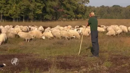 Schapen Bargerveen niet onder de indruk van Zijne Majesteit de Koning