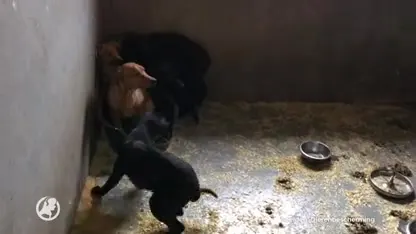 Dierenbescherming pakt broodfokker Deventer aan, honderd honden weggehaald