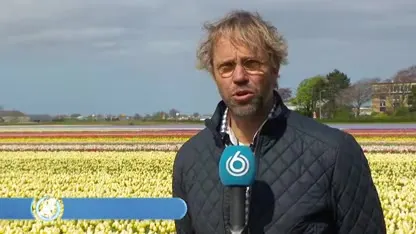 Kwekers Bollenstreek maaien kleurrijke bloemenvelden in strijd tegen massatoerisme: 'Met tranen in mijn ogen'