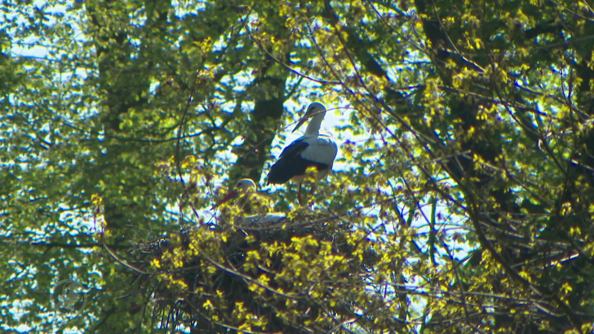Ooievaars verpesten festivals en toneelvoorstellingen