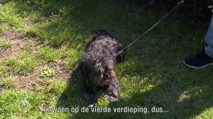 Buurtbewoner over schietpartij Hoofddorp: 'Het was geen willekeurig slachtoffer'