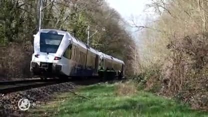 Veel overlast door omgewaaide bomen in Limburg