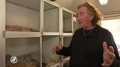 Jonge bosuiltjes vallen met nestkast uit boom in Amsterdam