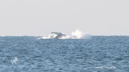 Bultrug bij Scheveningen vermaakt strandgangers met prachtige sprongen