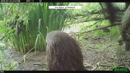 Uit de kluiten gewassen 'kleuter-zeearenden' maken cameo op beeld