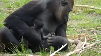 Zeldzame westelijke laaglandgorilla geboren in Safaripark Beekse Bergen