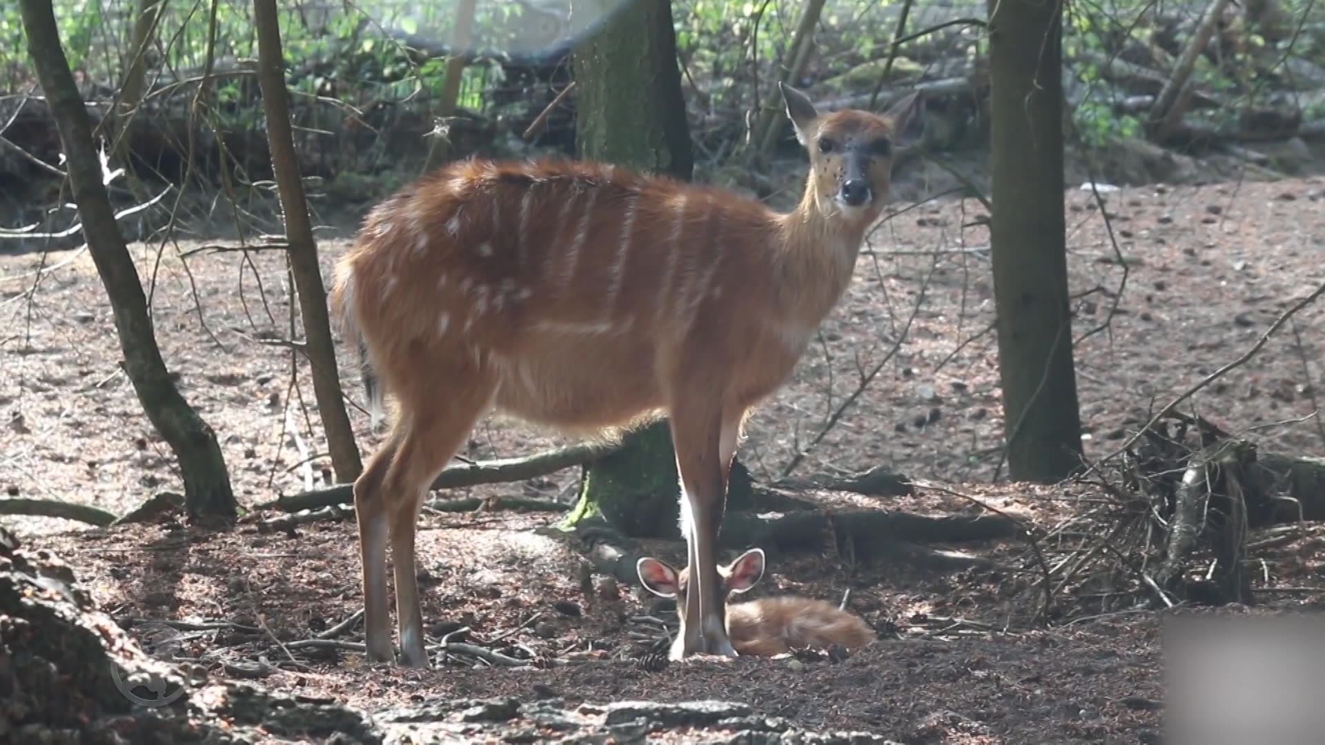 Feest in DierenPark Amersfoort: Sitatoenga geboren